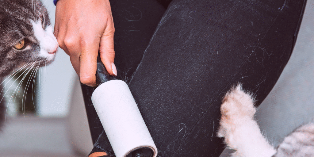 Chats craintifs adoptés en refuge détendus et collants dans le nouveau foyer