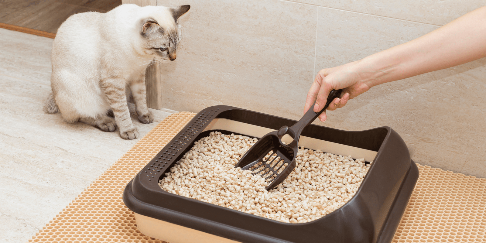Kit pour chat d'intérieur avec bac à litière adapté et facile d’entretien.