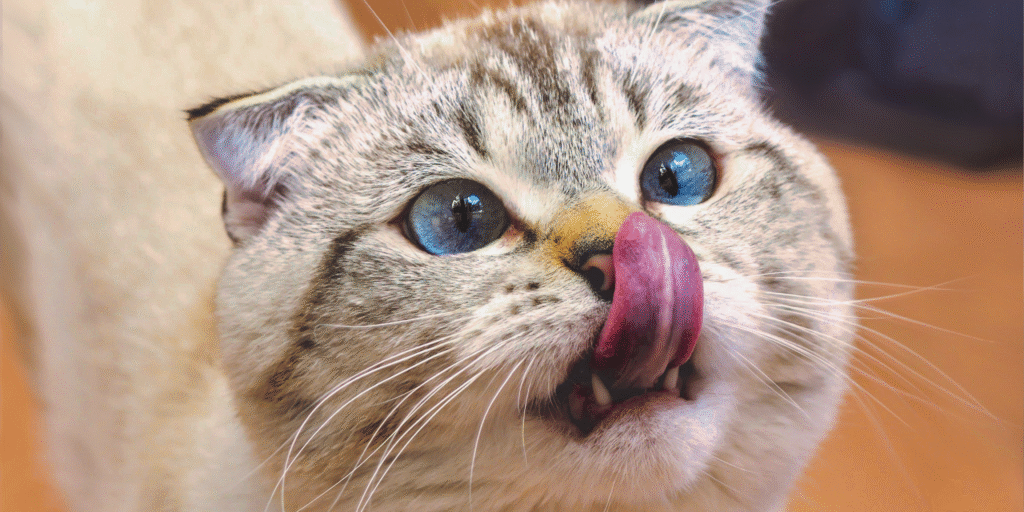 Chat stérilisé qui se lèche les babines après son repas, symbole d’une alimentation adaptée