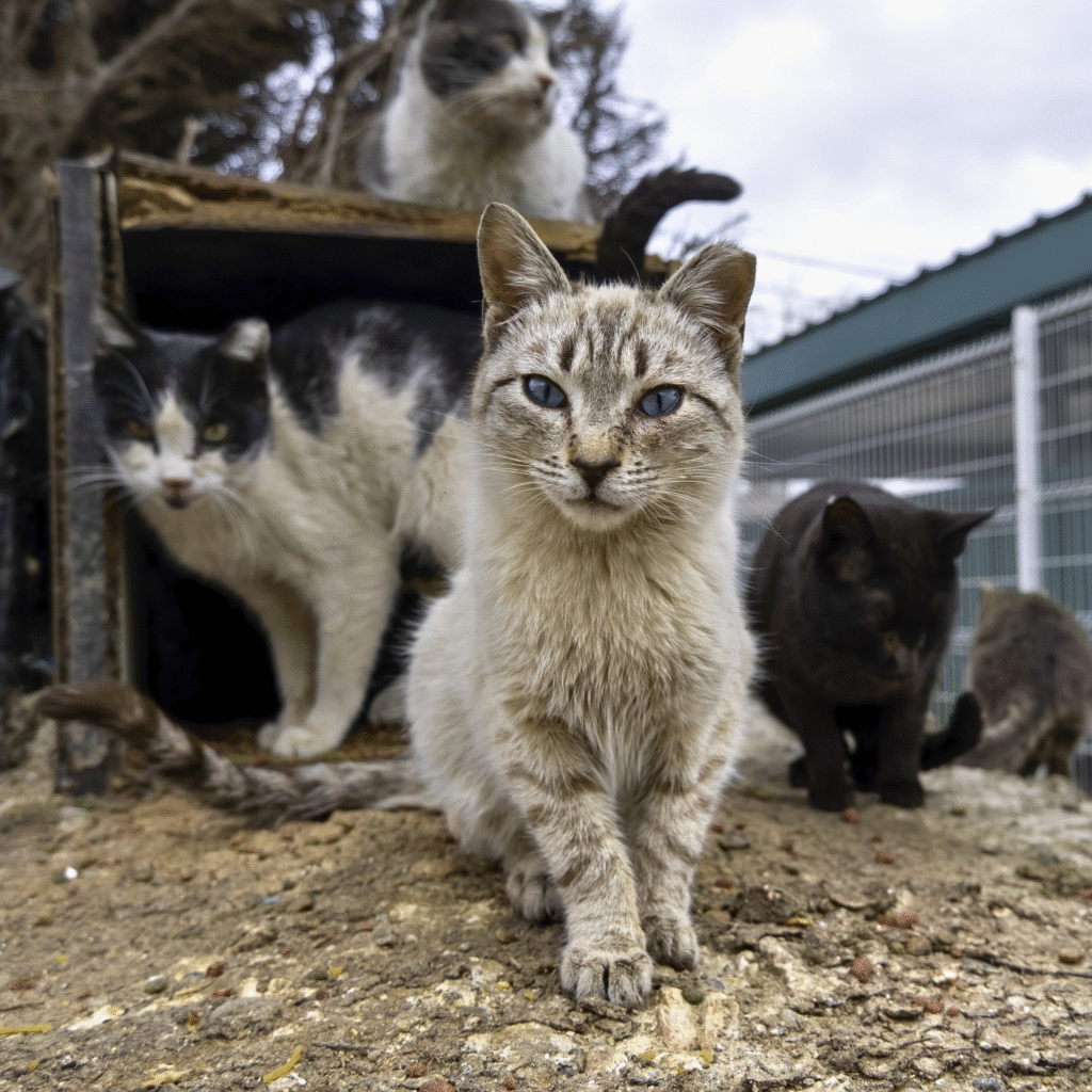 sensibilisation chat – adopter un chat en refuge