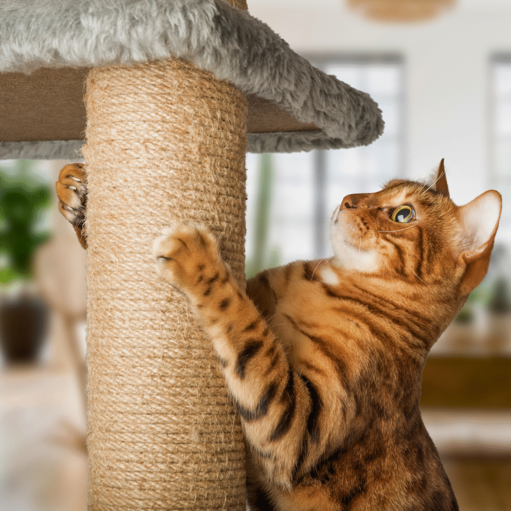 kit pour chat d'intérieur– accessoires et confort