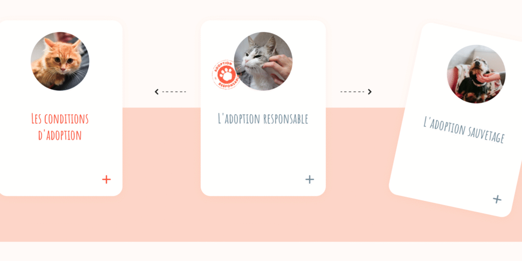 Illustration décorative – à propos : conseil pour chat d'intérieur 