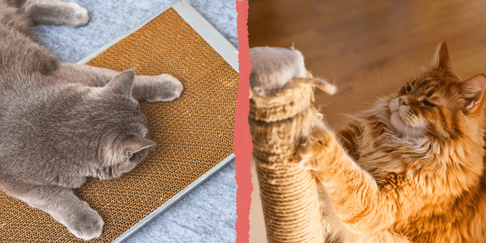 Kit pour chat d'intérieur avec griffoirs indispensables pour l’entretien des griffes.