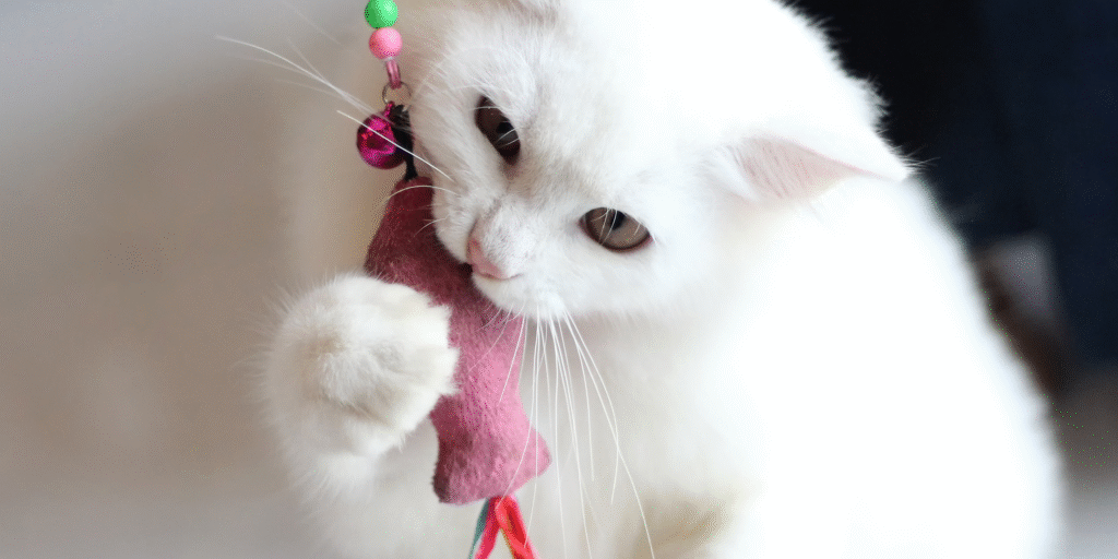 Kit pour chat d'intérieur avec jouets interactifs pour stimuler le jeu.