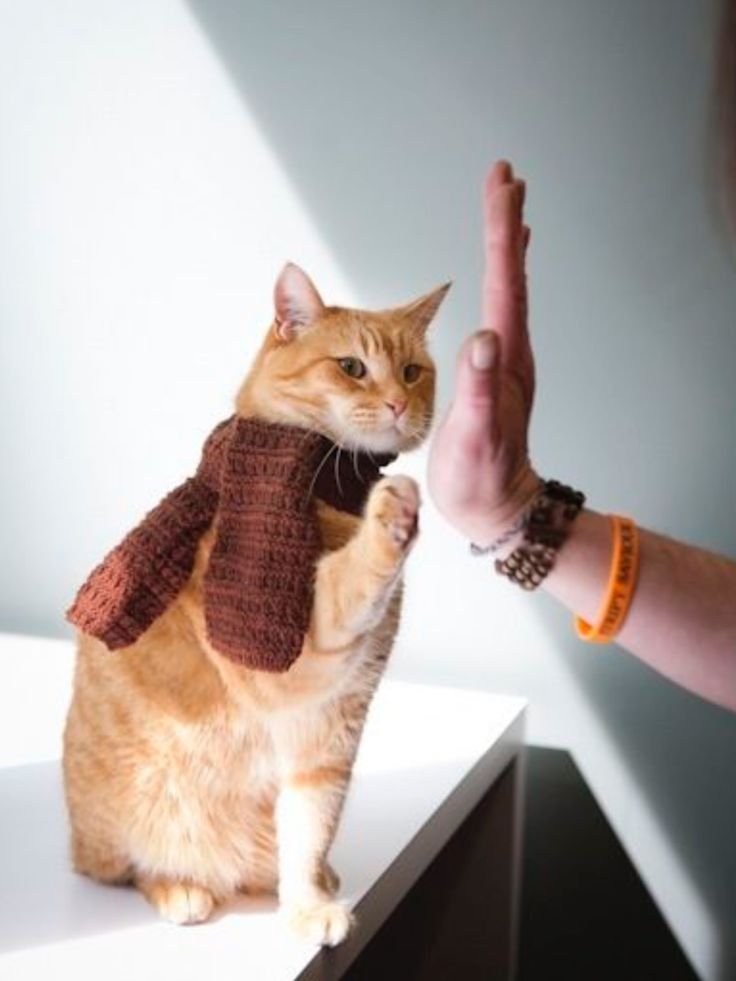 Accueil du site Vie de chat d’intérieur : un chat roux en intérieur portant une écharpe et donnant la patte.