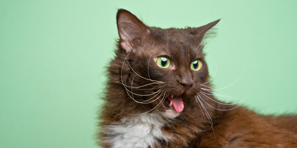 Chat qui vomi avec la bouche ouverte et la langue sortie