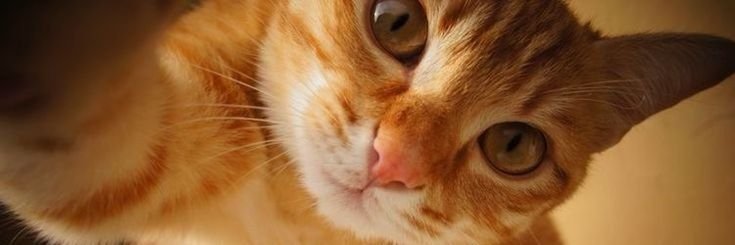 Accueil du site Vie de chat d’intérieur : gros plan d’un chat roux d’intérieur qui regarde l’objectif.